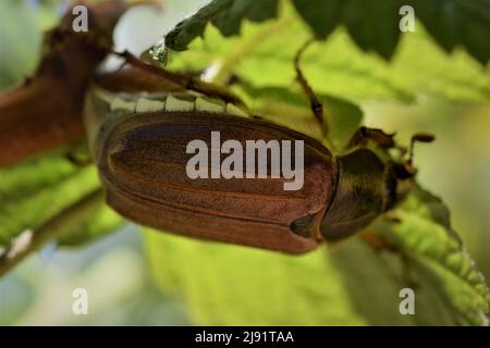 Un coleottero può sedere sotto una foglia di lampone Foto Stock