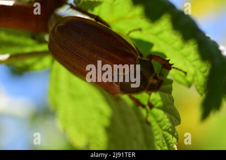 Un coleottero può sedere sotto una foglia di lampone Foto Stock