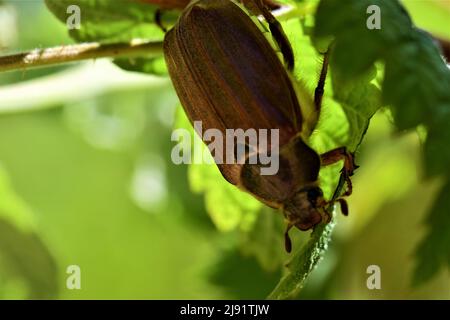 Un coleottero può sedere sotto una foglia di lampone Foto Stock