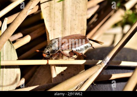 Un coleottero può camminare su bambù essiccato Foto Stock