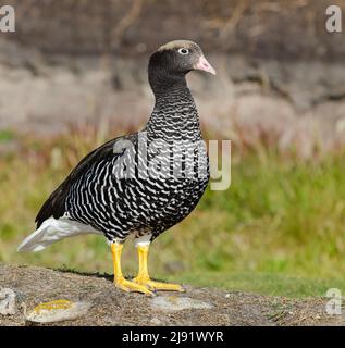 Kelp Goose, femmina Foto Stock