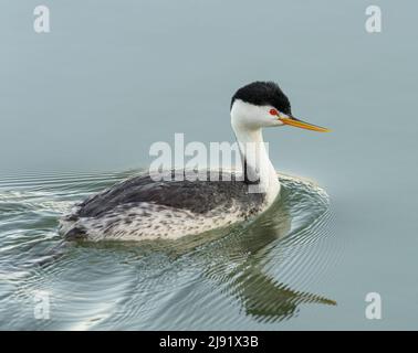 Clark's Grebe nuoto Foto Stock