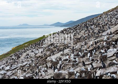 Scenografica della colonia di razza sull'isola di Saunders, Falklands Foto Stock