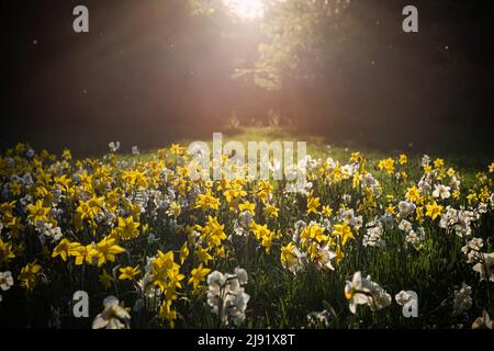 Narcisi sul prato in controluce. Sfondo floreale. Foto Stock