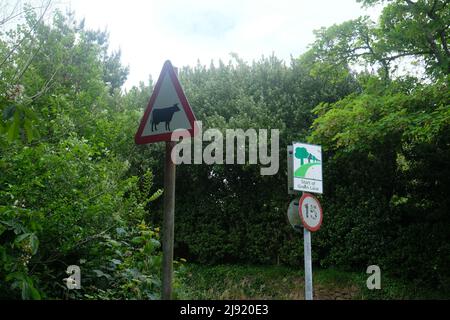 Un cartello stradale in St Ouen Jersey per le mucche Jersey accanto a uno per una corsia verde con limite di velocità di 15mph e priorità assegnata a escursionisti, ciclisti e cavalli Foto Stock