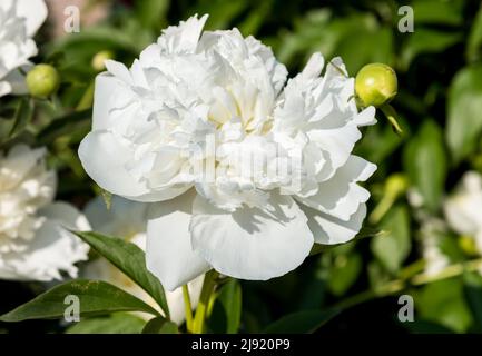 Fiori di peonia bianca su sfondo verde, fioritura in primavera. Foto Stock