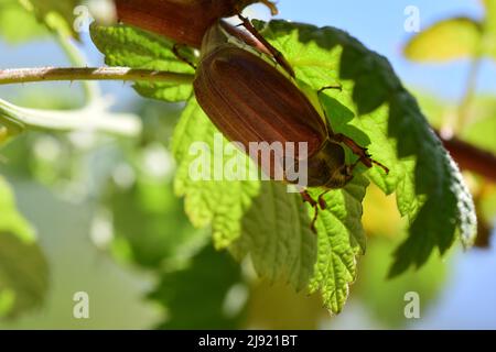 Un coleottero può sedere sotto una foglia di lampone Foto Stock