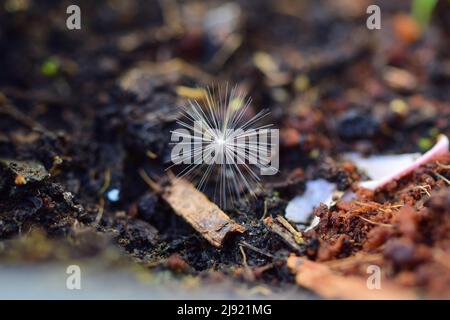 primo piano di un seme di dente di leone sul terreno Foto Stock