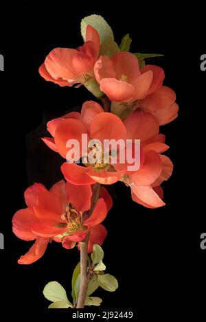 Ramo di una cotogna ornamentale giapponese fiorita (Chaenomeles japonica) su sfondo nero, fotografia studio, Baviera, Germania Foto Stock