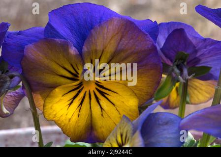 Fiore di una Pansy (Viola wittrockiana) Pansy Baviera, Germania Foto Stock