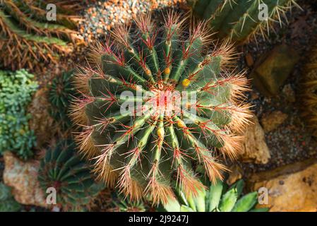 Famiglia Cactus (Cactaceae) nel Giardino Botanico, Erlangen, Franconia media, Baviera, Germania Foto Stock