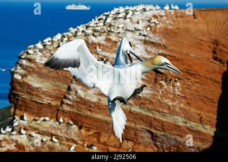 Gannet settentrionale (Sula fagana) che si avvicina alle rocce, Isola di Helgoland, Germania, Schleswig-Holstein Foto Stock