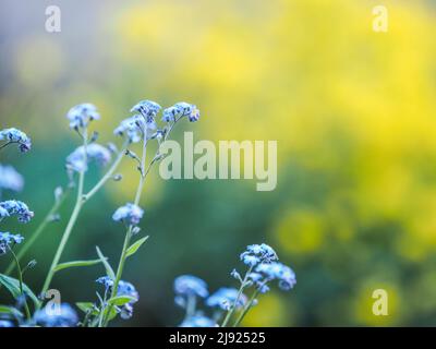 Legno Forget-me-Not (Myosotis sylvatica), Leoben, Stiria, Austria Foto Stock