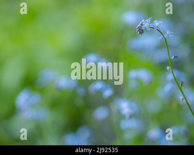 Legno Forget-me-Not (Myosotis sylvatica), Leoben, Stiria, Austria Foto Stock
