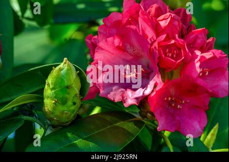 Fiori e gemme, rododendri (Rhododendron), Isola di Mainau, Lago di Costanza, Baden-Wuettemberg, Germania Foto Stock