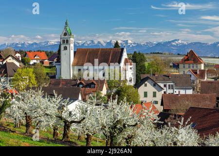 Fiore di alberi da frutto a Gattnau, distretto di Kressbronn con vista sulle Alpi svizzere, alta Svevia, Baden-Wuerttemberg, Germania, Lago di Costanza Foto Stock