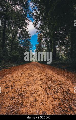 Sentiero escursionistico nella foresta nel Deister vicino Hannover, Wennigsen, bassa Sassonia, Germania Foto Stock