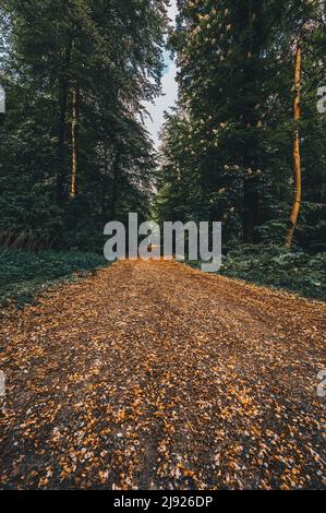 Sentiero escursionistico nella foresta nel Deister vicino Hannover, Wennigsen, bassa Sassonia, Germania Foto Stock