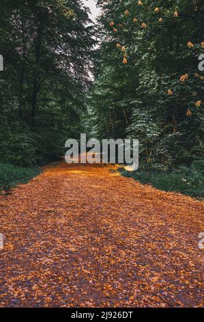 Sentiero escursionistico nella foresta nel Deister vicino Hannover, Wennigsen, bassa Sassonia, Germania Foto Stock