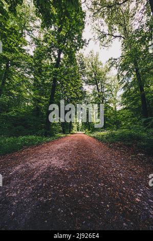 Sentiero escursionistico nella foresta nel Deister vicino Hannover, Wennigsen, bassa Sassonia, Germania Foto Stock