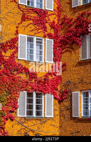 Cortile interno con condomini gialli, Borstei, patrimonio immobiliare protetto, quartiere Moosach, Monaco, Baviera, Germania Foto Stock