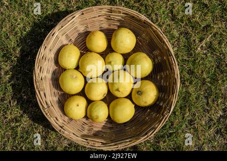 Limoni gialli freschi di grandi dimensioni disposti su sfondo bianco. Frutta indiana e verdura sfondo Foto Stock