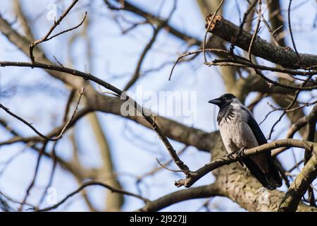 Corvo grigio (Corvus corone) seduta, ramo d'albero, parco, Varsavia, Polonia Foto Stock