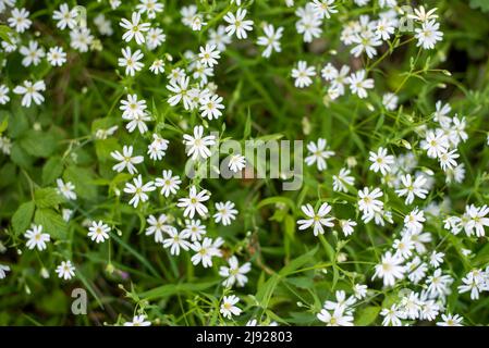 Stellaria holostea, fioritura, Wernigerode, Harz, Sassonia-Anhalt, Germania Foto Stock