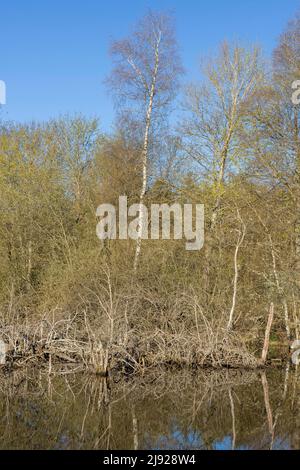 Alberi morti nel muschio di Schwenninger, Villingen-Schwenningen, Foresta Nera-Baarkreis, Baden-Wuerttemberg Foto Stock