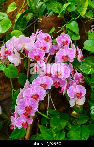 Orchidea della Moth (Phalaenopsis), Casa delle Palme, spettacolo delle Orchidee 2022, Isola di Mainau, Lago di Costanza, Baden-Wuettemberg, Germania Foto Stock