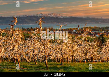 Fiori di alberi da frutto a Kressbronn con vista sulle Alpi svizzere con Saentis (2502m), alta Svevia, Baden-Wuerttemberg, Germania, Lago di Costanza Foto Stock