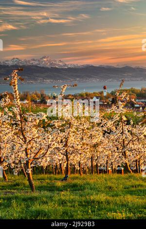 Fiori di alberi da frutto a Kressbronn con vista sulle Alpi svizzere con Saentis (2502m), alta Svevia, Baden-Wuerttemberg, Germania, Lago di Costanza Foto Stock