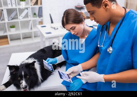 Medici di veterinario interrazziale in possesso di ecografie vicino al cane collie di confine in clinica Foto Stock