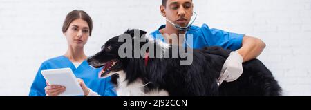 Medico veterinario americano africano che esamina collie di confine con stetoscopio vicino collega con tablet digitale in clinica, banner Foto Stock