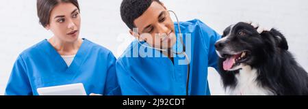 Veterinario che tiene tavoletta digitale vicino afroamericana collega in stetoscopio e collie di confine in clinica, banner Foto Stock
