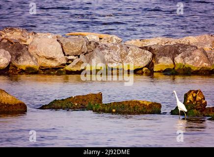 Un grande egret (Ardea alba) si sguazzano vicino ad un molo di roccia, il 28 aprile 2022, nell'isola di Dauphin, Alabama. Foto Stock