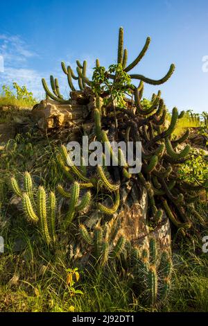 cactus xique-xique su terra di pietra Foto Stock