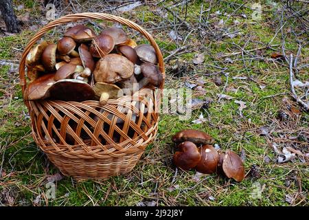 17.10.2021, Bestensee, Brandeburgo, Germania - nel bosco si trova un cesto con funghi porcini raccolti. 00S211017D040CAROEX.JPG [VERSIONE MODELLO: NO Foto Stock