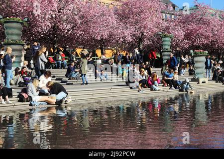 Stoccolma, Svezia - 21 aprile 2022: Primavera nel parco di Kungstradgarden con persone che si godono la fioritura dei ciliegi giapponesi. Foto Stock