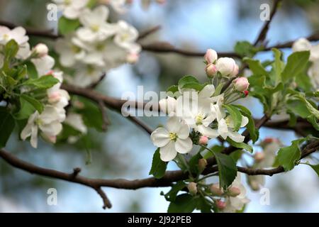 Primo piano ramo di fiore di mela in una giornata di primavera soleggiata contro un cielo blu Foto Stock