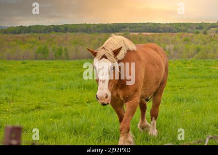 Un maschio Flaxen Castagno Cavallo Stallion Colt camminando attraverso un prato pascolo Foto Stock