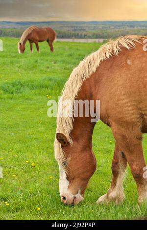 Due maschi Flaxen Castagno Cavallo Stallion Colt pascolo in un pascolo prato con un tramonto d'oro Foto Stock