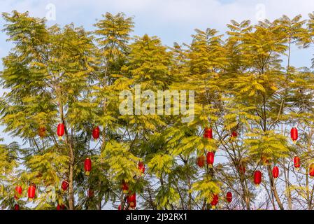 Lanterne cinesi appese su alberi contro il cielo blu Foto Stock