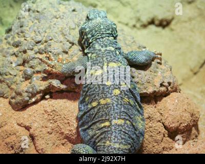 Ornate Spiny coda Lizard chiamato anche come Ornata Uromastyx o ornate mastigure Foto Stock