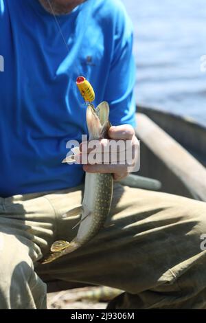 Un pescatore con un luccio catturato su un calice Foto Stock