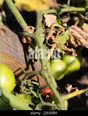Piante di pomodoro foglie e steli infettati dal patogeno della luce tardiva Phytophthora infestans. Foto Stock