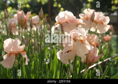 Iris imperatore tedesco (lat. Iris germanica Imperator) Foto Stock