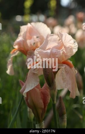 Iris imperatore tedesco (lat. Iris germanica Imperator) Foto Stock