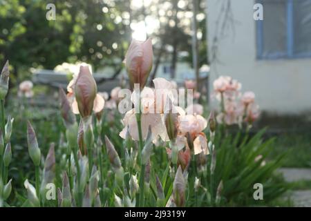 Iris imperatore tedesco (lat. Iris germanica Imperator) Foto Stock