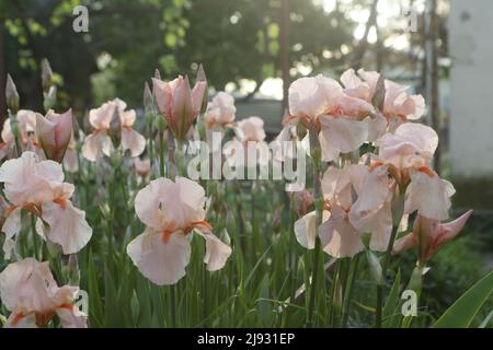 Iris imperatore tedesco (lat. Iris germanica Imperator) Foto Stock
